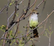 6S3A5986Nutting's_Flycatcher