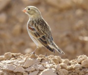 6S3A6017McCown's_Longspur
