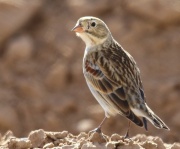 6S3A6030McCown's_Longspur