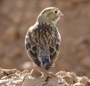 6S3A6032McCown's_Longspur