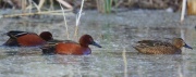 6S3A6060Cinnamon_Teal