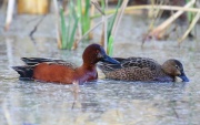 6S3A6062Cinnamon_Teals