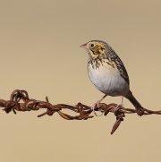 6S3A6093Baird's_Sparrow