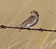 6S3A6121Baird's_Sparrow