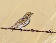 6S3A6125Baird's_Sparrow