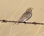 6S3A6129Baird's_Sparrow