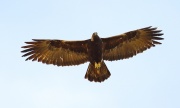 6S3A6185Golden_Eagle