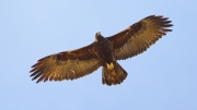 6S3A6193Golden_Eagle