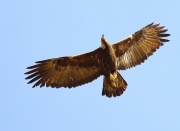 6S3A6201Golden_Eagle