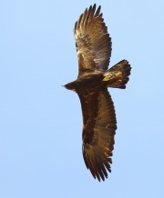 6S3A6208Golden_Eagle