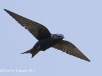 0J6A6925Purple_Martin