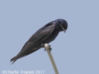 0J6A6935Purple_Martin