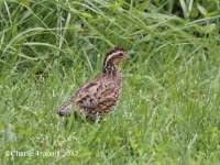 0J6A6988Female_Northern_Bobwhite_Delaware