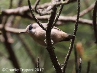 0J6A7006Brown-Headed_Nuthatch