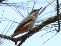 0J6A7049Brown-headed_Nuthatch