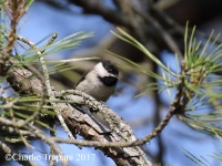 0J6A7065Carolina_Chickadee