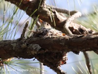 0J6A7084Eastern_Wood-Pewee