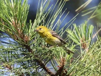 0J6A7108Pine_Warbler