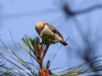 0J6A7194Brown-Headed_Nuthatch