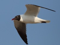 0J6A7269Laughing_Gull