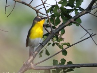 0J6A7301Yellow-Breasted_Chat