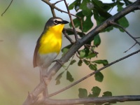 0J6A7307Yellow-Breasted_Chat