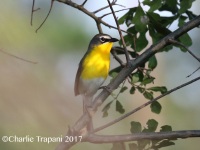 0J6A7309Yellow-breasted_Chat