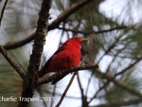 0J6A7336Summer_Tanager_Southern_Delaware