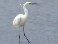 6S3A0007Little_Egret