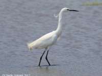 6S3A0011Little_Egret