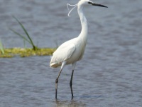 6S3A0018Little_Egret