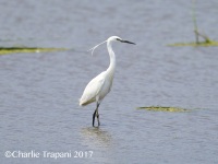 6S3A0040Little_Egret