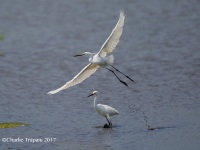 6S3A0086Little_Egret