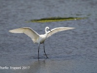 6S3A0092Little_Egret