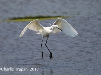 6S3A0094Little_Egret