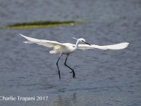 6S3A0095Little_Egret