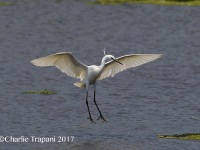 6S3A0120Little_Egret