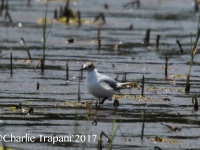 6S3A0171Little_Gull