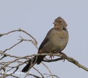 0J6A1745California_Towhee