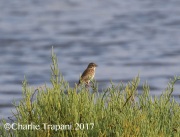 0J6A1793Large-Billed_Savannah_Sparrow