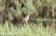 0J6A1797Large-billed_Savannah_sparrow