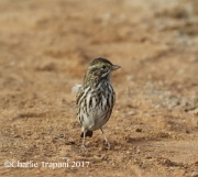 0J6A1818Belding's_Savannah_Sparrow