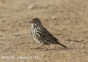0J6A1842Belding's_Savannah_Sparrow