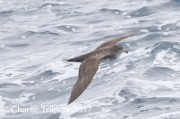 0J6A2216Pink-Footed_Shearwater