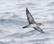 0J6A2219Pink-Footed_Shearwater