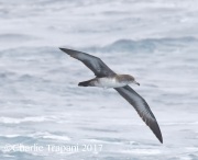 0J6A2237Pink-Footed_Shearwater
