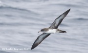0J6A2249Pink-Footed_Shearwater