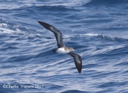0J6A2297Pink-Footed_Shearwater