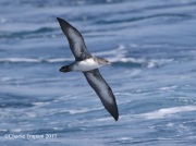 0J6A2317Pink-Footed_Shearwater