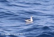 0J6A2335Red-necked_Phalarope